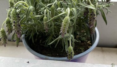 Was ist mit meinem Lavendel los?