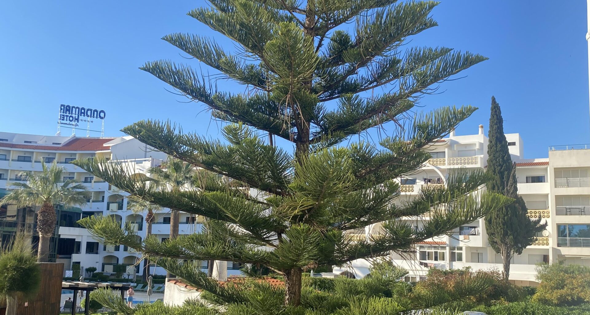 Was für ein Baum ist das?