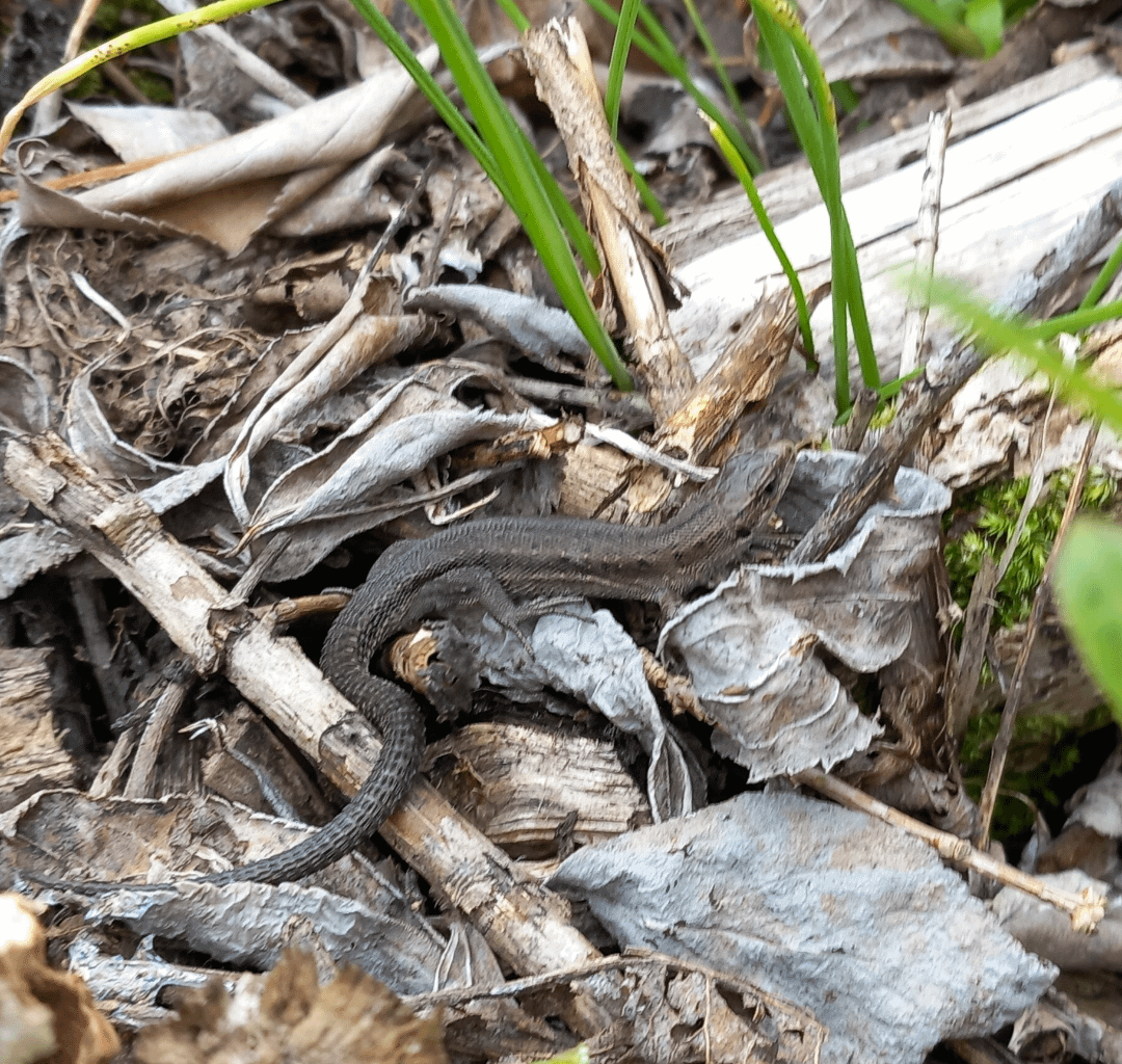 Ein Freund im Garten