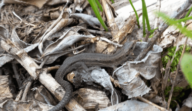 Ein Freund im Garten