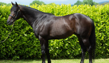 Impressive Debut For Sioux Nation's Tattersalls Ireland Breeze Up Topper City Of Memphis