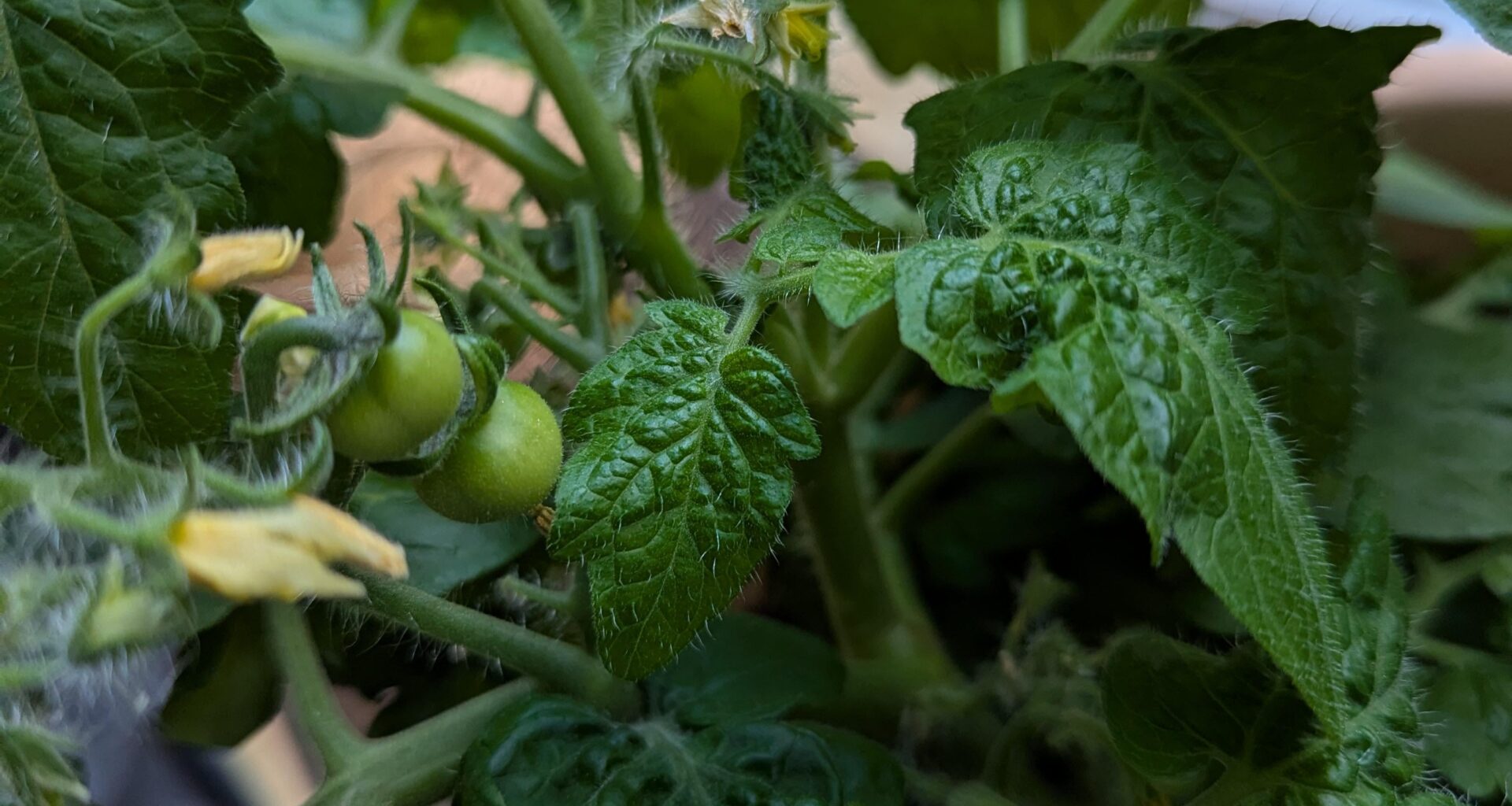 Tomate bekommt im Haus Früchte, was tun?