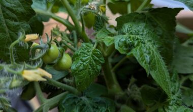 Tomate bekommt im Haus Früchte, was tun?