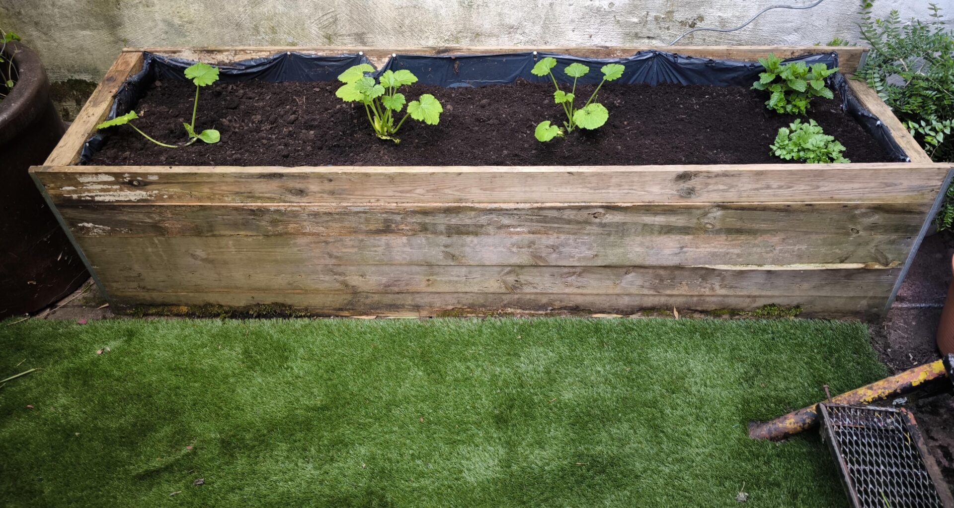 Zucchini in der Kiste