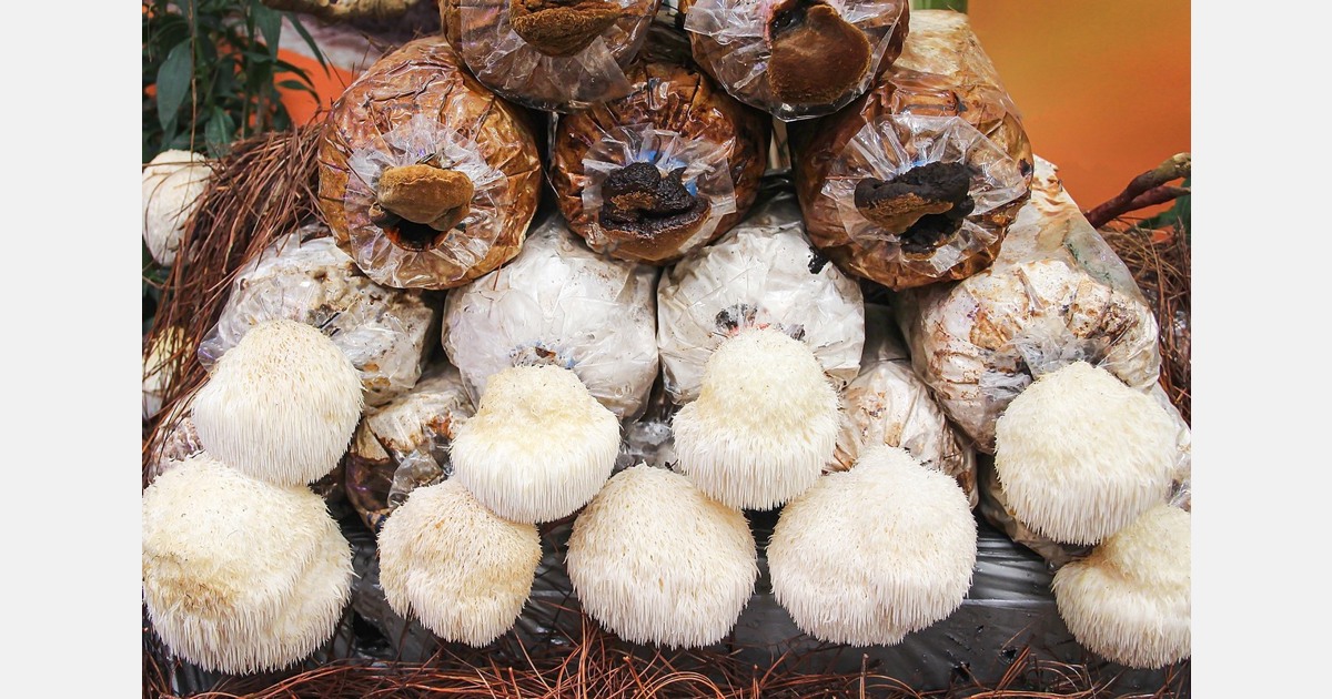 New Zealand: Growers launch "mushroom coffee"