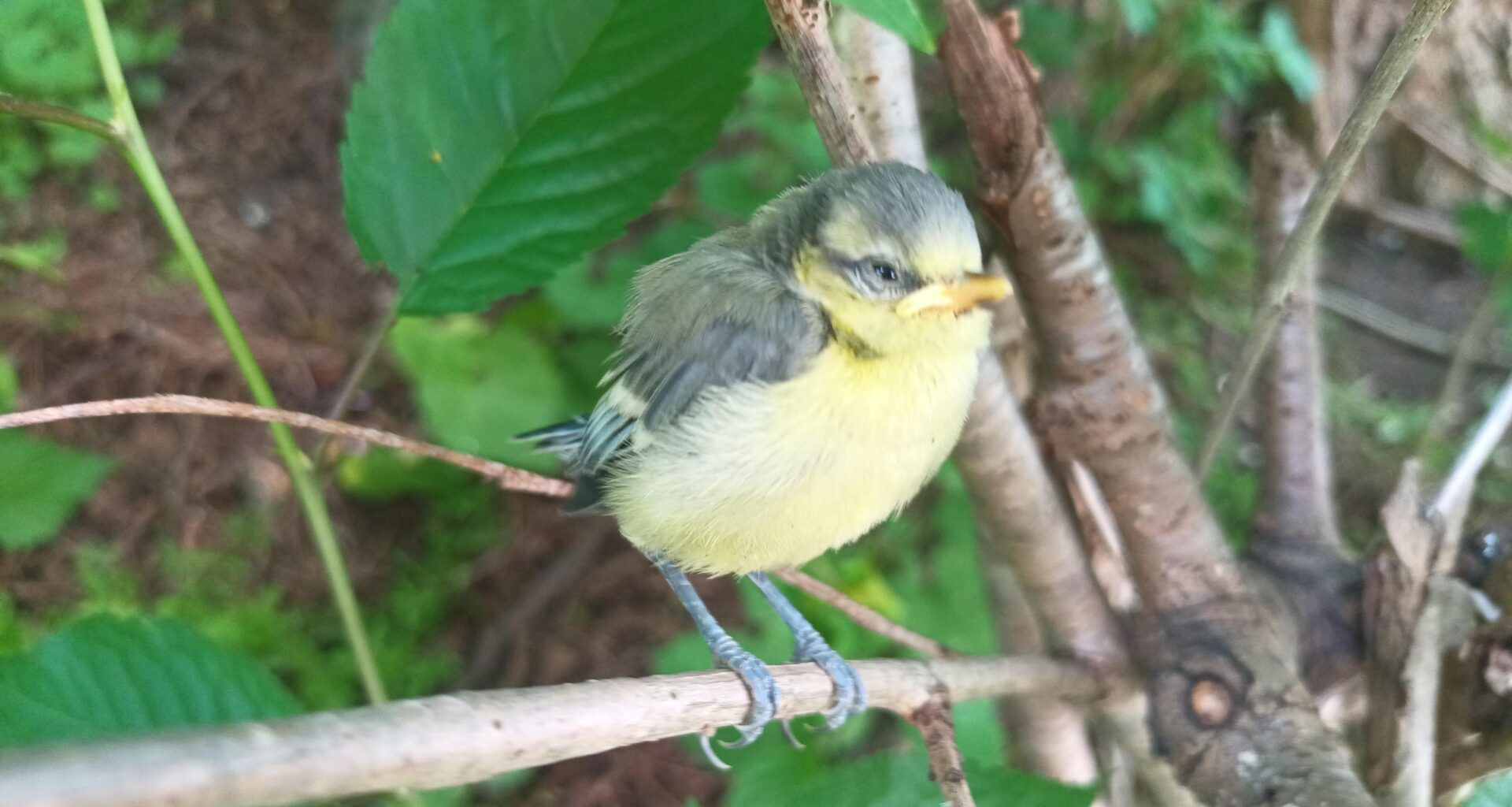 Neulich auf dem Heimweg