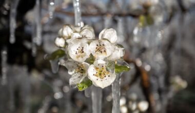 Météo: il ne devrait pas y avoir de saints de glace en Suisse en 2025