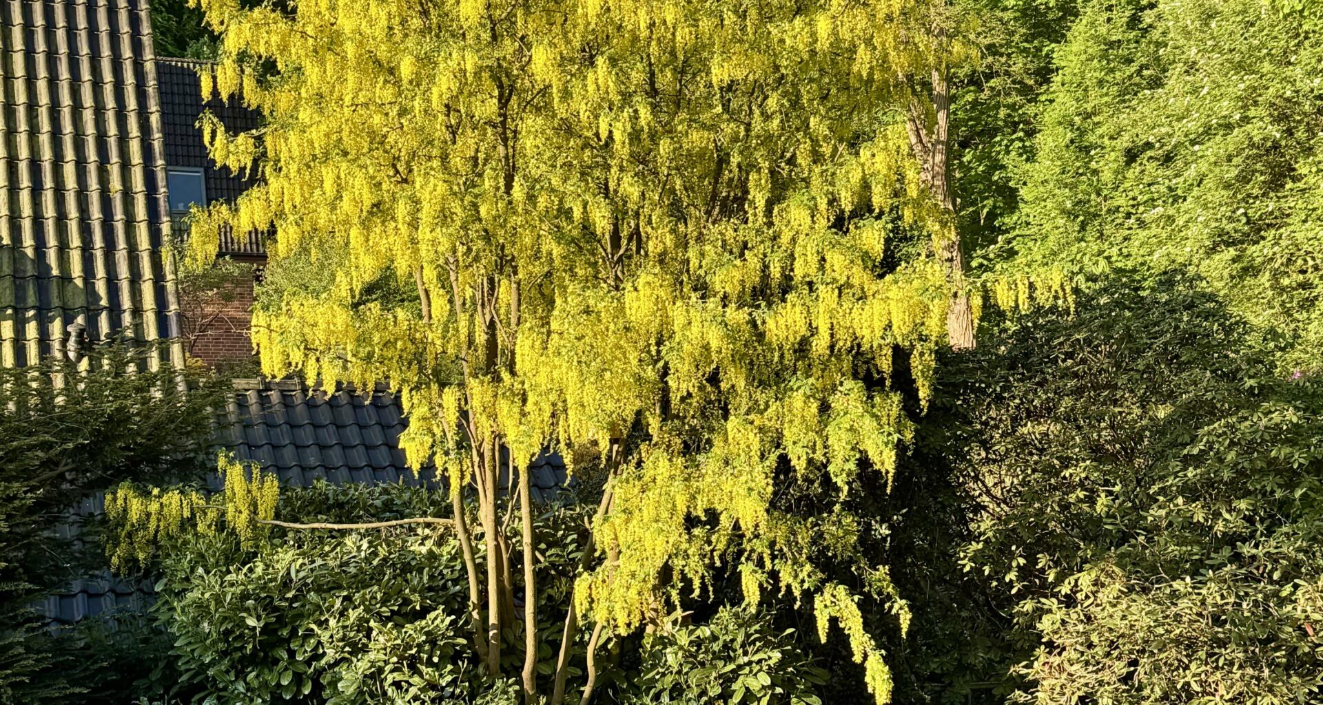 Es fängt an zu golden!