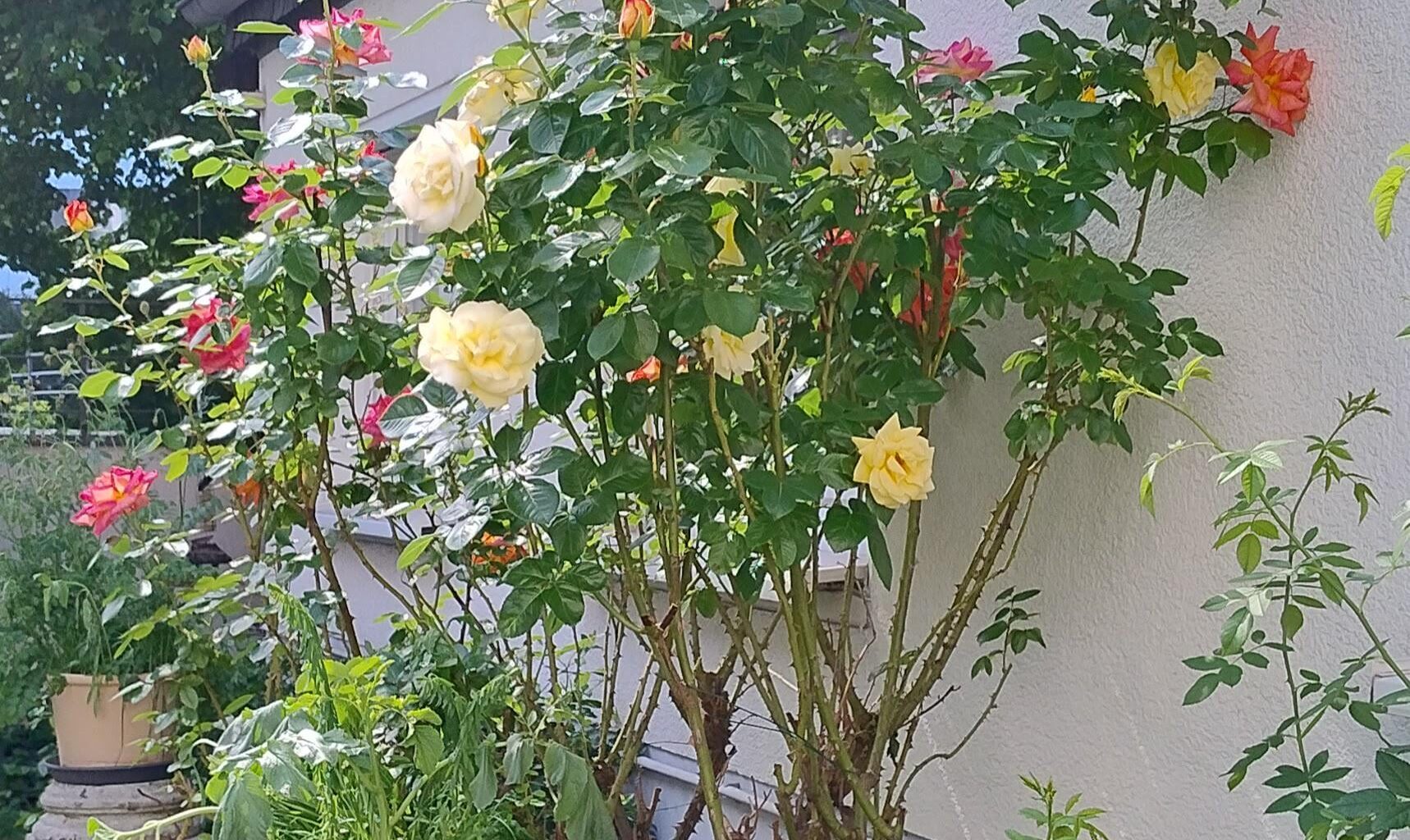 Eine Rose ist eine Rose ist eine Rose...