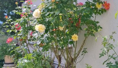 Eine Rose ist eine Rose ist eine Rose...
