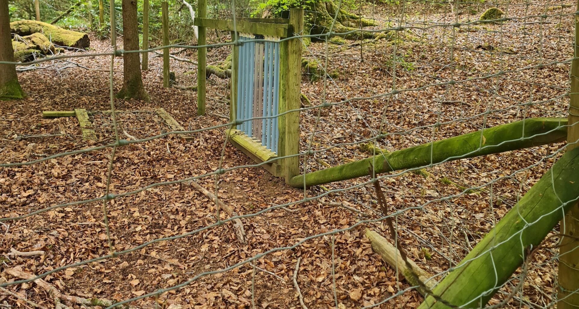 Spotted this on a walk in Keswick — anyone know what it is?