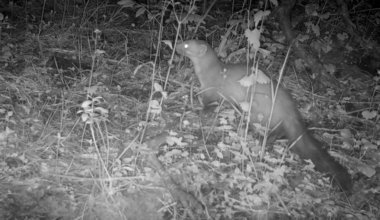 Marder auf meiner Wildcam (Videolink)