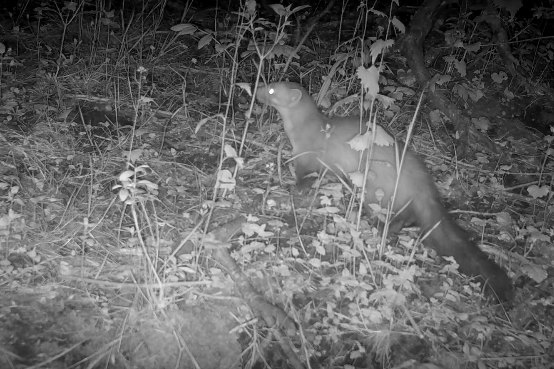 Marder auf meiner Wildcam (Videolink)