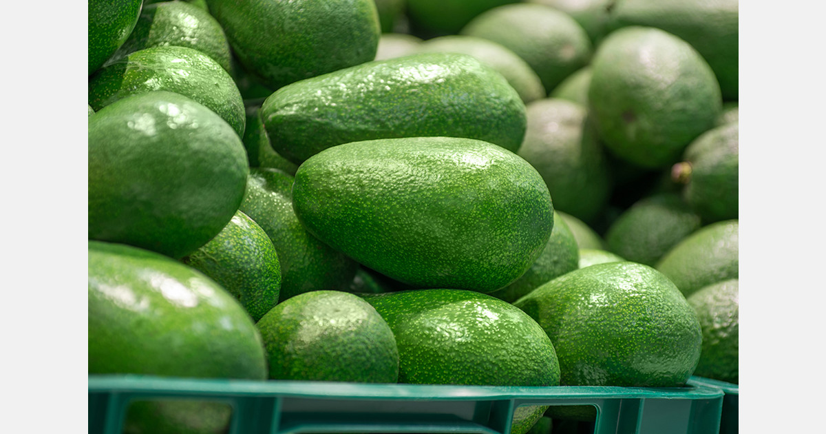 New Zealand Avocado expands export focus