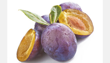 Moldova expects good early plum harvest despite frosts