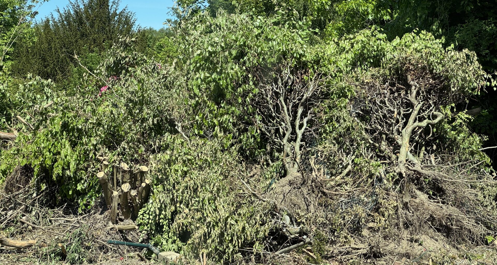 Ausgerissene Buchenhecke nochmal einpflanzbar?