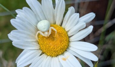 Mein Sohn nannte sie "Geisterspinne"