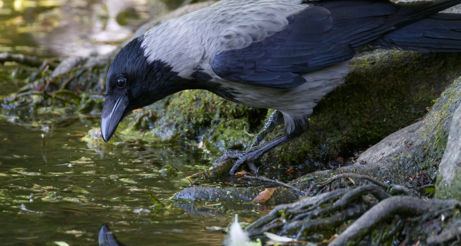 Sieht nach Nebel aus