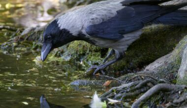 Sieht nach Nebel aus