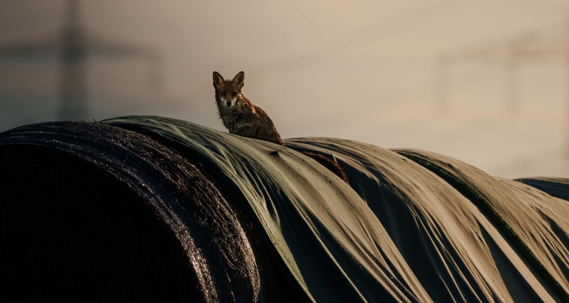Wer hat die Gans gestohlen?