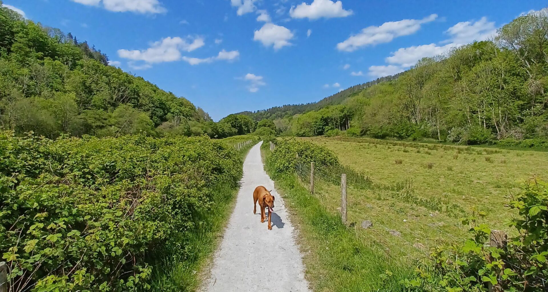 Llanerchaeron to Aberaeron this afternoon. Walking the dog to the beach