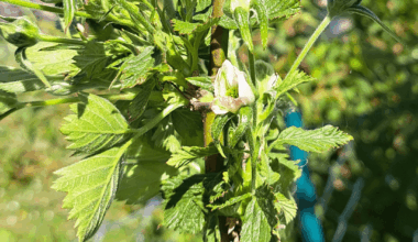 Was ist mit meiner Brombeere los?