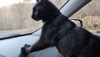 Ciupi the cat: from EU to Scotland