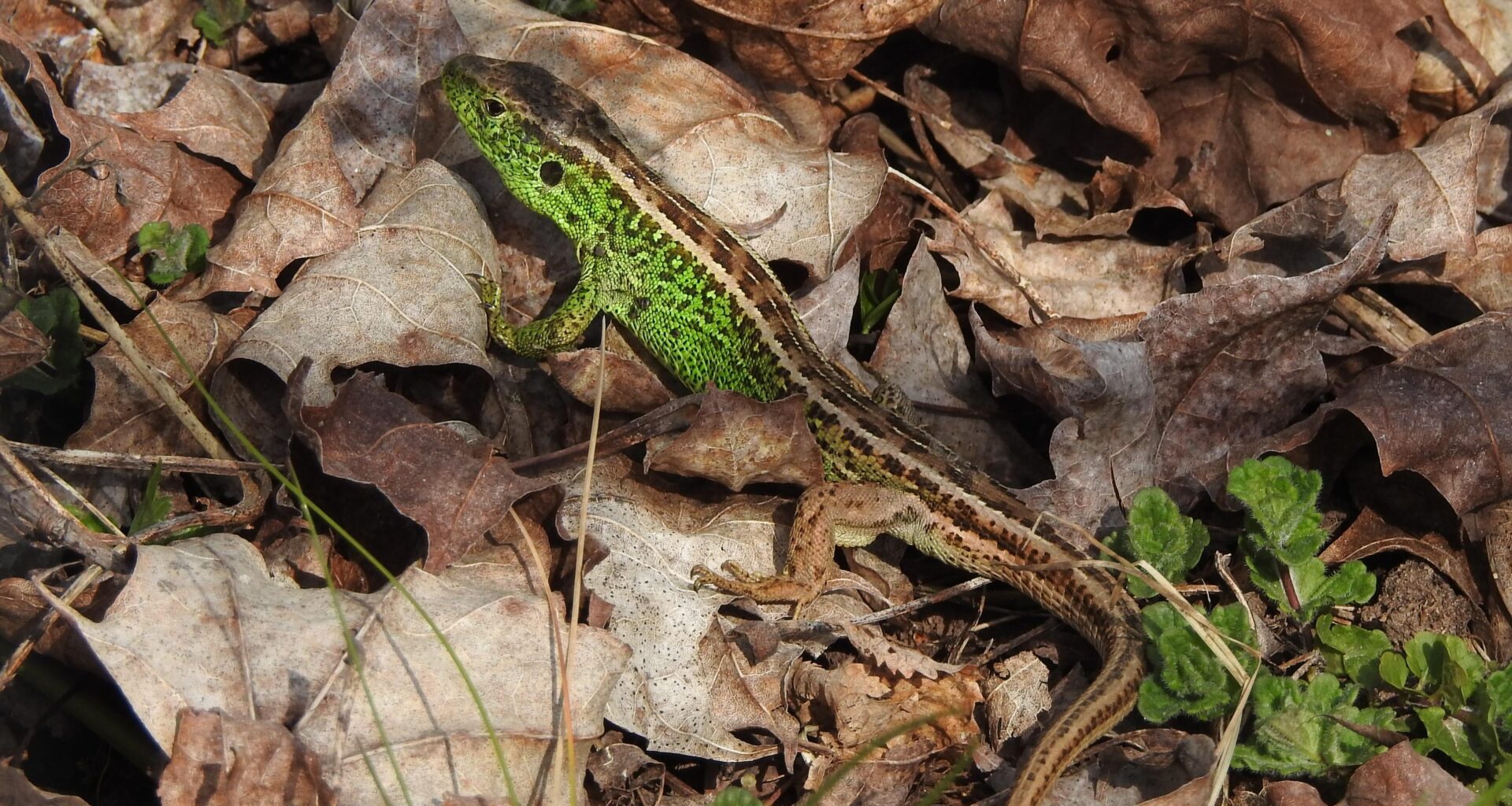 Zum ersten mal habe ich eine Zauneidechse in "freier Wildbahn" gesehen und war ganz entzückt.