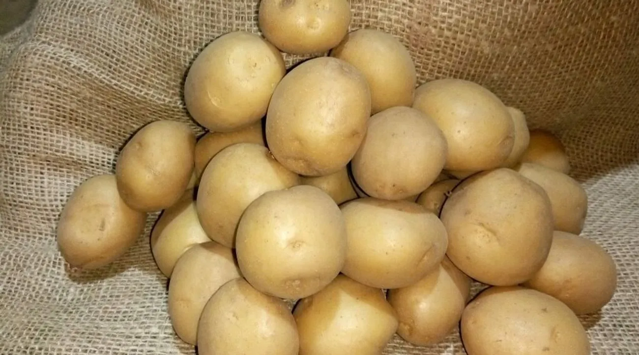 There is a potato shortage in Belarus: citizens complain, Lukashenko blames farmers and exports to Russia