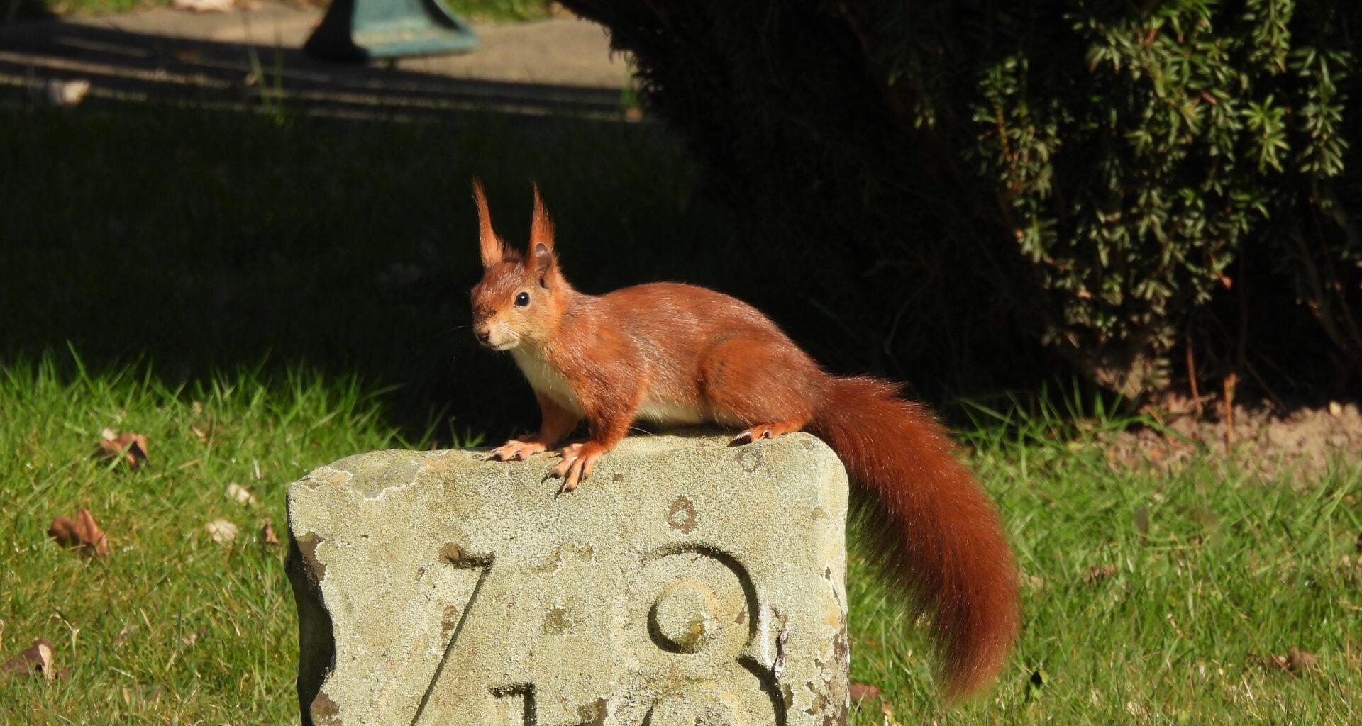 Will mir dieses Eichhörnchen irgendeine Botschaft vermitteln?
