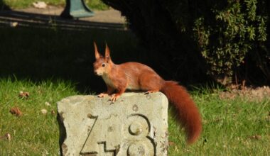 Will mir dieses Eichhörnchen irgendeine Botschaft vermitteln?