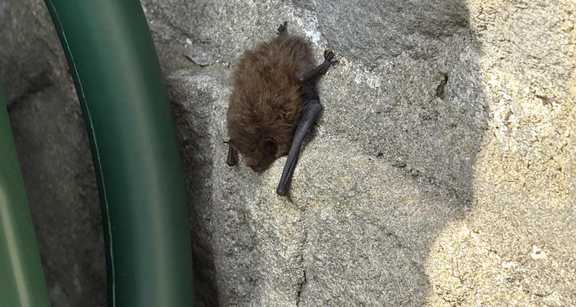 Bat on my wall in daylight?
