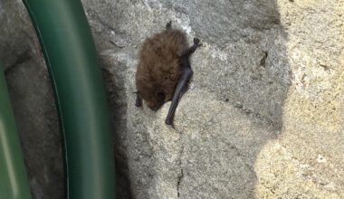 Bat on my wall in daylight?