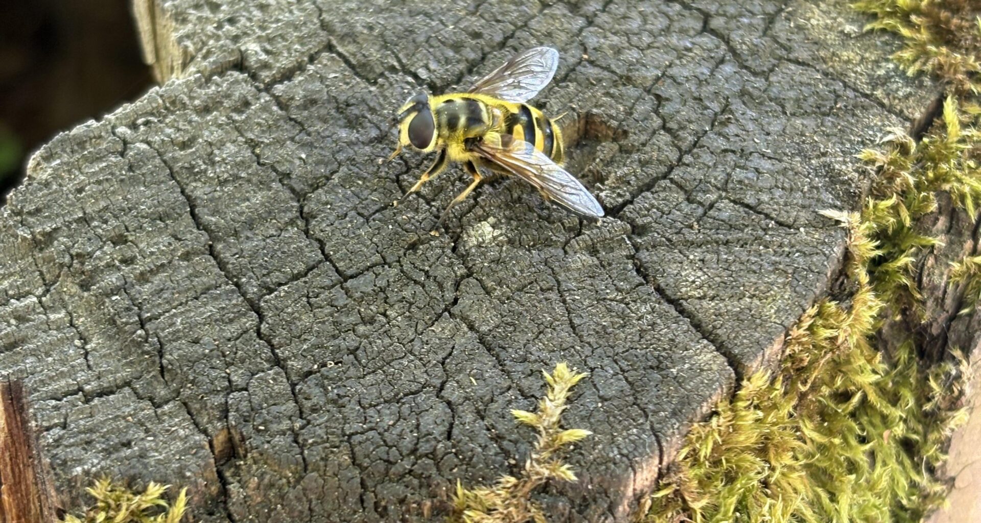 Beim Wandern gefunden