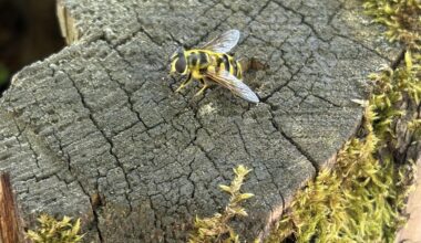 Beim Wandern gefunden