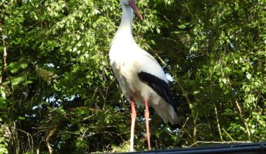 Besucher bei der Arbeit 😍