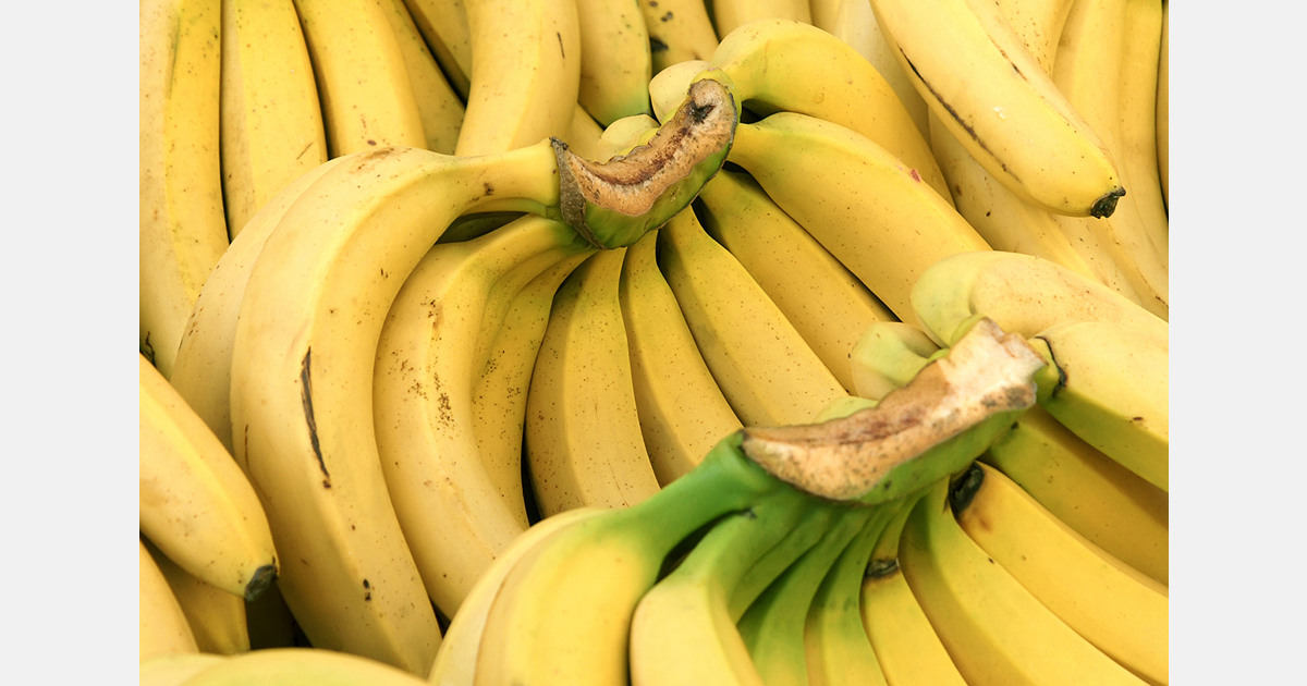 Climate change threatens 60% of Latin America’s bananas