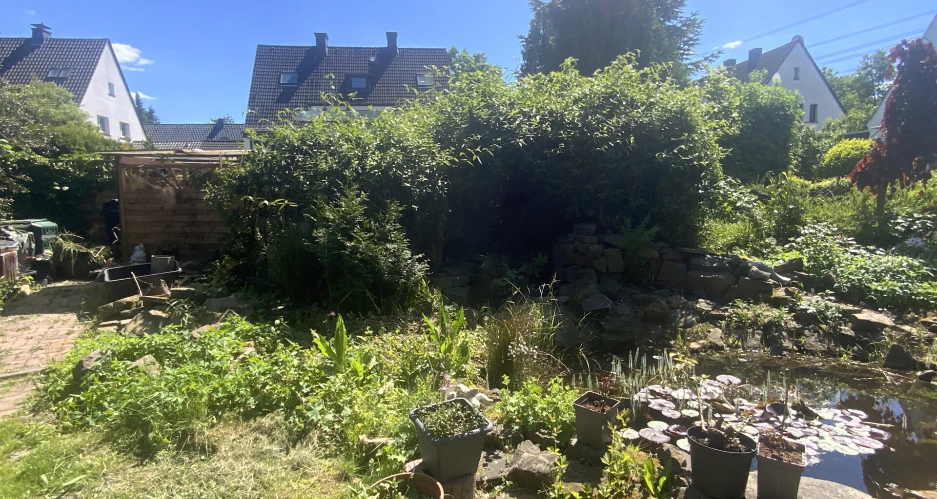 Unsere Clematis (Auf einen Wunsch)