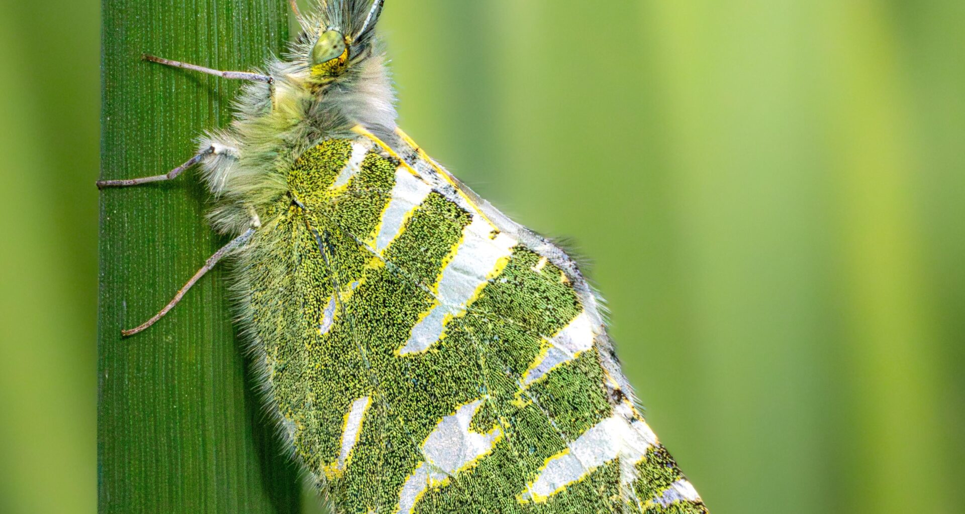 Mariposa blanca verdirrayada (Euchloe belemia) en Granada, Andalucía.