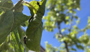Verstärkung ist eingetroffen – Blattlausbekämpfung, Einsatztrupp Alpha!