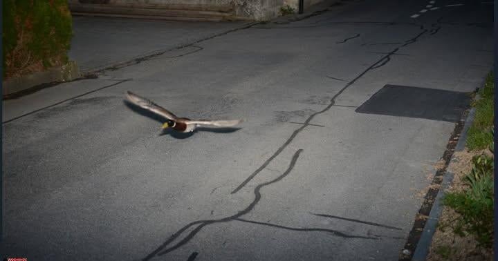 A radar clocked someone going nearly double the speed limit. It turned out to be a duck — and a "repeat offender."