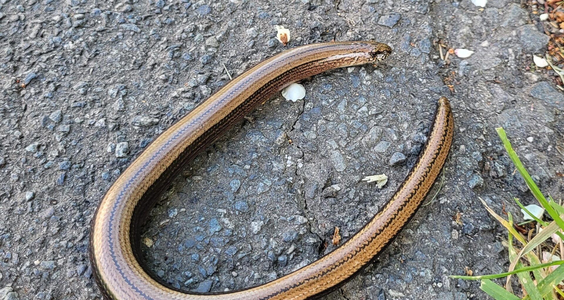 Beinlosen Freund gefunden