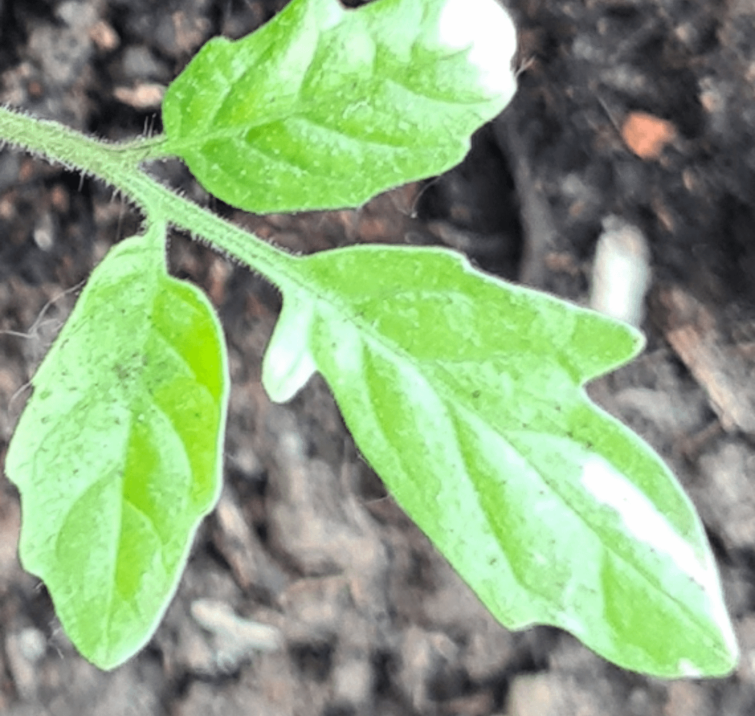 Was hat die Tomatenpflanze meiner Freundin?