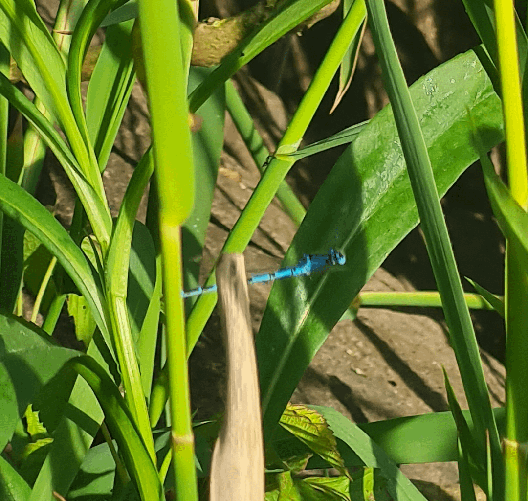 Blau blauer Azurjungfer