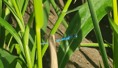 Blau blauer Azurjungfer