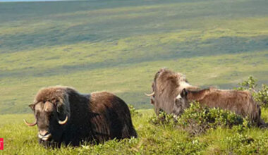 Alaska’s Mother’s Day tradition with Musk Oxen and Ice Age connection