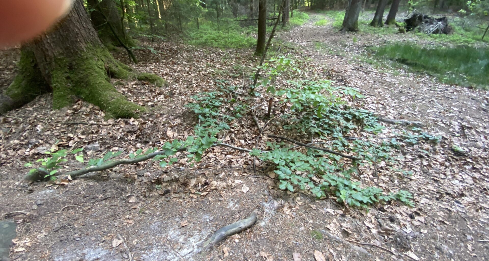 Die Bodendeckerbuche (Fagus depressa)