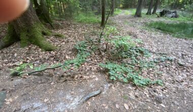 Die Bodendeckerbuche (Fagus depressa)