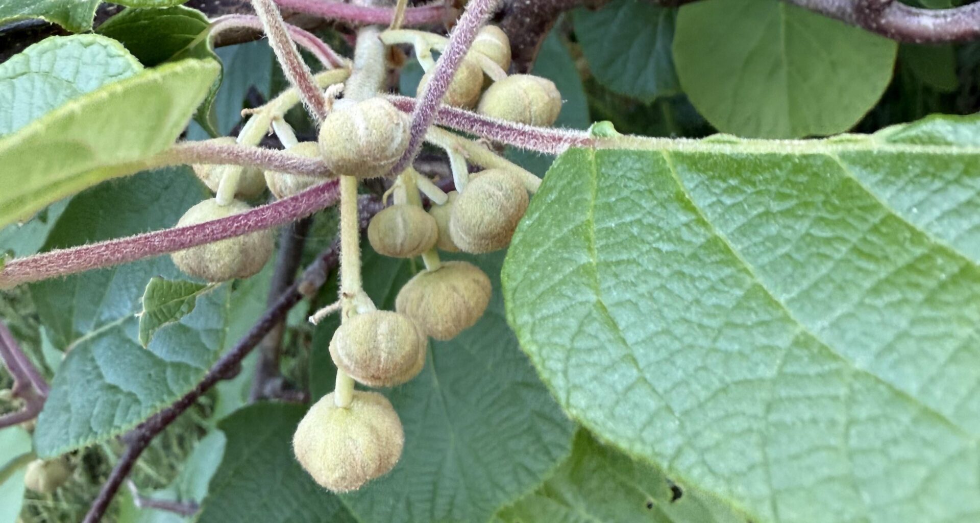 Bekommt meine Kiwi tatsächlich Kiwis?