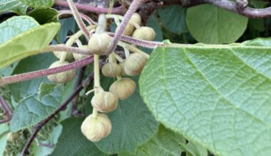 Bekommt meine Kiwi tatsächlich Kiwis?